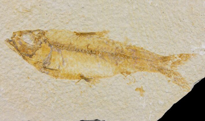 Bargain Fossil Fish (Knightia) - Wyoming #150589